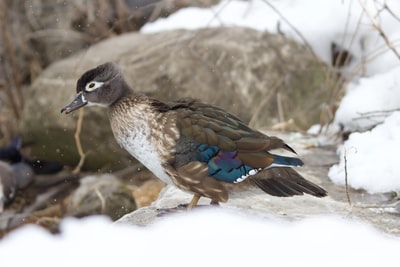 白色雪地上有棕色和蓝色羽毛的鸟